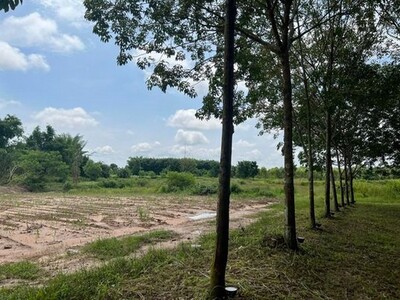 ขายที่ดิน42ไร่ 8ล้าน ต.หนองพันทา อ.โซ่พิศัย บึงกาฬ