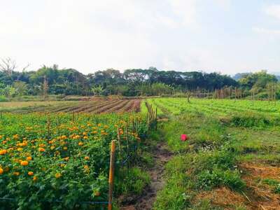 ที่ดิน 5 ไร่ บนดอยอินทนนท์  ติดลำน้ำแม่กลาง จอมทอง เชียงใหม่