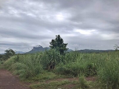 ขายที่ดิน เมืองเลย ถนนบ้านไร่ทาม-บ้านสงเปลือย   