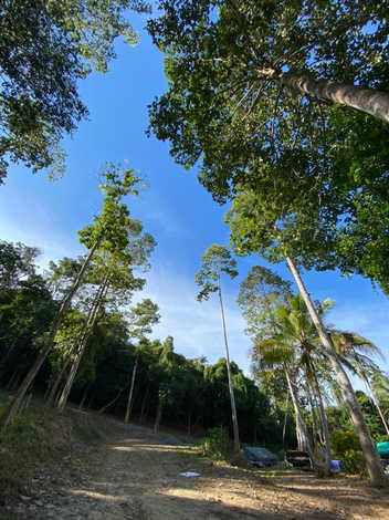 ขายที่ดิน ต.ตลิ่งงาม อ.เกาะสมุย จ.สุราษฎร์ธานี (เจ้าของขายเอง)