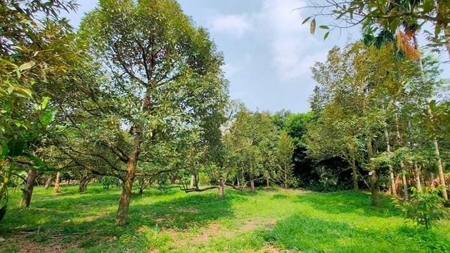 ขายที่ดินพร้อมสวนผสมให้ผลผลิตเต็มที่แล้วติดถนนลาดยางเขตชุมชน เนินทราย อ.แกลง จ.ระยอง