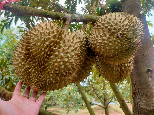 ขายสวนทุเรียนสวย7ไร่ติดถนนลาดยางพร้้อมให้ผลผลิตเต็มที่ วังหว้า อ.แกลง จ.ระยอง