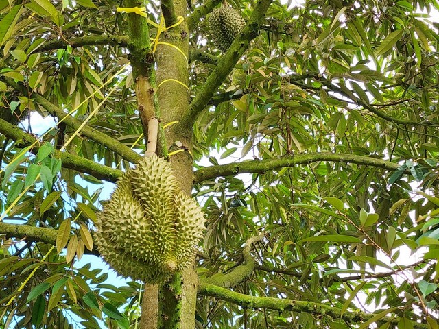 ขายสวนทุเรียนล้วนพร้อมบ้านติดถนนลาดยาง ทุเรียน200 กว่าต้น เนินฆ้อ อ.แกลง จ.ระยอง