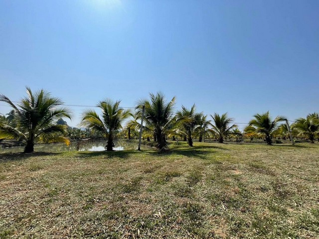 ขายที่ดินเปล่า เนืัอที่ 12 ไร่ 2 งาน 45 ตารางวา (ไม่รวมทีงอกข้างลำห้วย) แม่แตง เชียงใหม่