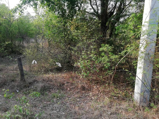 ทรัพย์ที่ เจ้าของขายเองไม่ผ่านนายหน้า ขาย ที่สวยติดทางหลวง1107 เมืองบ้านตาก จ.ตาก คมนาคมสะดวกมาก 36 ไร่เศษ อ.บ้านตาก  จ.ตาก  ติด ทล.1107 โทร 0968821857