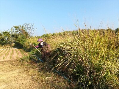 บอกขายที่ดินทำเลดีราคาคุยได้  ขายที่ติดน้ำโขง ต.กุดบง โพนพิสัย หน