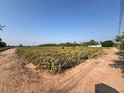  ขายที่ดินขนาด 21 ไร่ 1 งาน 65 ตรว. ติดถนนหนองพลับ หัวหิน 