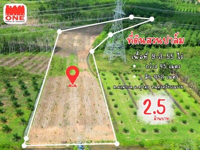 ที่ดินสวนปาล์มปลูกใหม่ แปลงใหญ่ 9-3-55 ไร่
