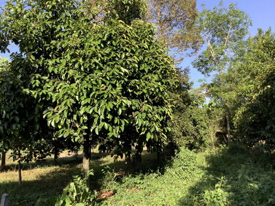 ที่ดินเปล่า 2 ไร่ 61.6 ตารางวา  ต.บางบุตร อ.บ้านค่าย จ. ระยอง