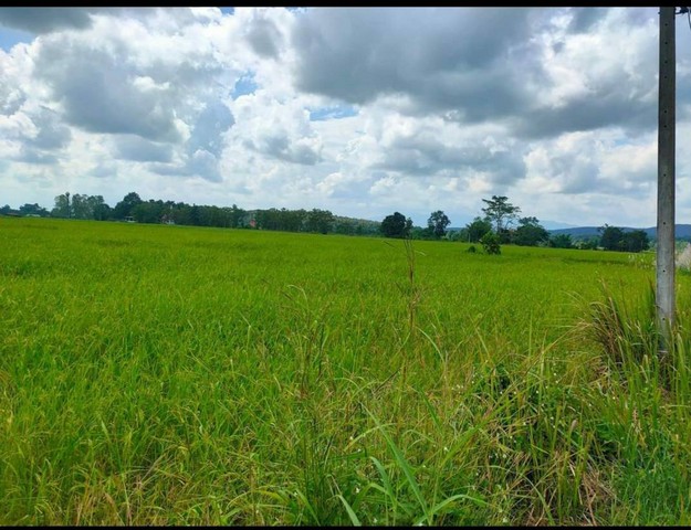  ขายที่ดินทำเลดี อำเภอพาน จังหวัดเชียงราย ราคาถูก เดินทางสะดวก