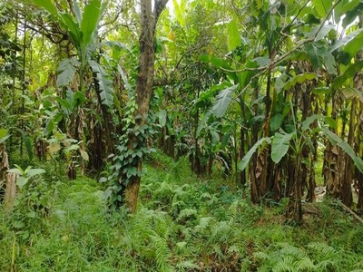 ขายด่วน! ที่ดินสวนผลไม้ ราคาถูกมาก ซอยไทรม้า เมืองนนทบุรี