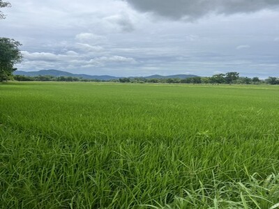 ขายที่ดินตำบลเมืองเก่า อำเภอเมืองสุโขทัย จังหวัดสุโขทัย