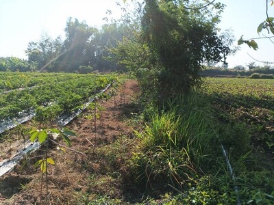 เล็งทรัพย์ดีเก็งเก็บอนาคต ขายที่ติดน้ำโขง ต.กุดบง โพนพิสัย หนองคา