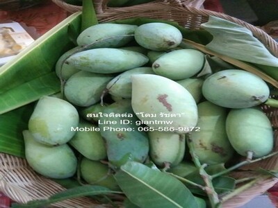 ขายที่ดินสวนผลไม้หลากหลายชนิด อ.เมืองนครปฐม 3-3-90 ไร่ (1,590 ตร.