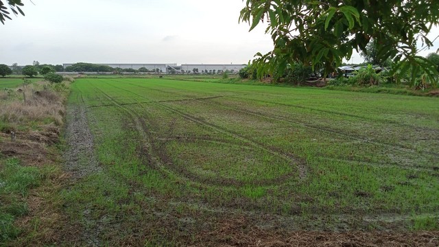 ขายที่ดิน 7-2-85 ไร่ ต.บ้านช้าง อ.อุทัย พระนครศรีอยุธยา