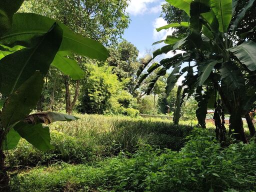 ขายที่ดินสวยบนเนิน ใกล้ ม. แม่ฟ้าหลวง เชียงราย 4 ไร่ 2 งาน 98 ตรว.