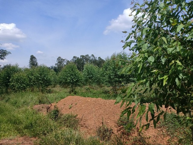 ขายที่ดินแปลงงาม       :                   ปราจีนบุรี