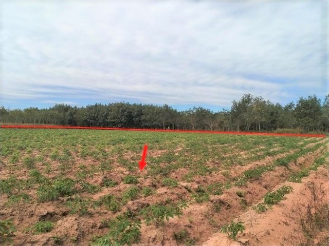 ขายที่ดินว่างเปล่า  อำเภอโนนสะอาด อุดรธานี (PKK01-11479)