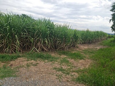 ซื้อทรัพย์เล็งขาย ขายที่ปากช่อง 2-8ไร่ โฉนด ต.วังไทร ไร่ละ 2.9 ลบ