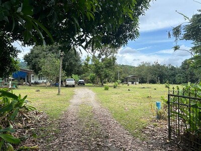 เนื้อที่ทำสวนผลไม้ 15 ไร่ 54 ตารางวา 