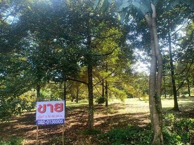 ขายด่วนที่ดิน เนื้อที่ทำสวน ทุเรียนล้วน 3 ไล่ 80 ตารางวา 