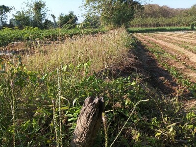 อสังหาเมืองไทยทรัพย์ในดิน   ขายที่ติดน้ำโขง ต.กุดบง โพนพิสัย หนอง