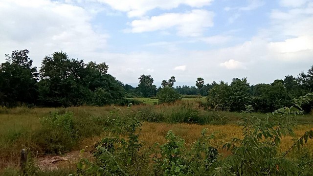 รวยทรัพย์ซื้อเก็บบ้านที่ดินเพื่ออนาคตร่ำรวย ขาย ที่สวยติดทางหลวง1107 เมืองบ้านตาก จ.ตาก คมนาคมสะดวกมาก 36 ไร่เศษ อ.บ้านตาก  จ.ตาก  ติด ทล.1107 โทร 0968821857