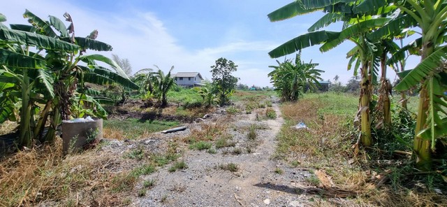 ขายที่ดินบางบัวทอง 200 ตร.ว.ซ.อนามัยคลองตาคล้าย นนทบุรี