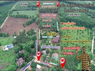 ขายด่วน บ้านเรือนไทยไม้สัก21ไร่1งานต.แม่คะ อ.ฝาง จ.เชียงใหม่09344