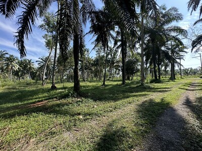 อสังหาเลือกดูจับจองได้  ที่ดินติดถนนหลวง ใกล้หาดบางเบิด  ไร่ล่ะ 8