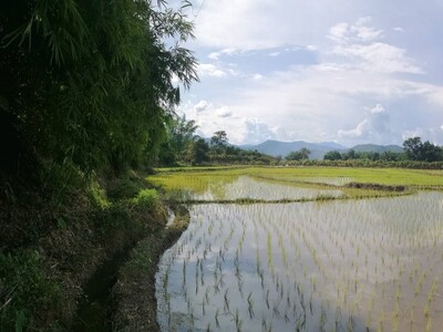 ที่ดินการเกษตรทำเลทอง อำเภอพร้าว เชียงใหม่