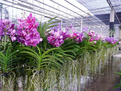 เที่ยวชม กล้วยไม้ ที่ “ ซูเปอร์มาร์เก็ตกล้วยไม้ แอร์ออร์คิดส์ ” (Air Orchids Supermarket)