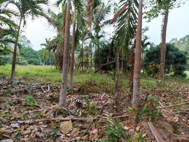 T02062 ขายที่ดิน พิกัดบ้านดอนแก้ว สารภี ใกล้ตัวอำเภอสารภี 4.5 กม. แถมฟรี บ้านหลังใหญ่ 2 ชั้นอีกหลัง