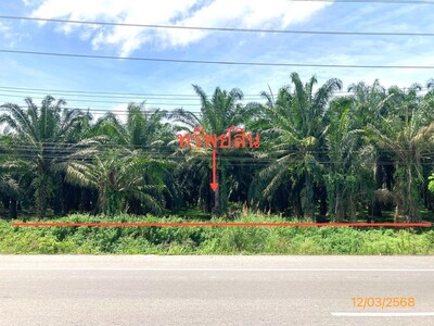 ขาย ที่ดิน สุราษฎร์ธานี อำเภอ พุนพิน จังหวัด สุราษฎร์ธานี 