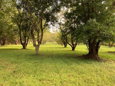 ขายที่ดินแปลงสวย ทำเลธรรมชาติ เขาใหญ่ – ปากช่อง เดินทางสะดวก 