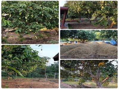 ขายที่ดิน น.ส.3.ก พร้อมบ้านสวน ตำบลแก้มอ้น อำเภอจอมบึง จังหวัดราช
