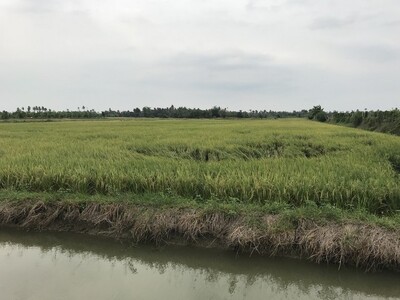 ที่ดิน 2 แปลงติดกัน รวม 7 ไร่