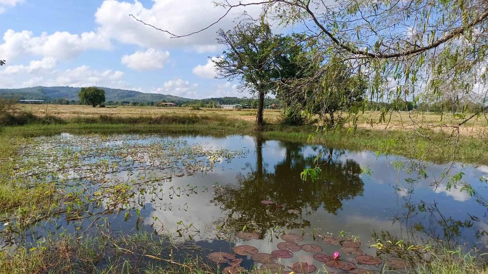 ขายที่ดิน วิวสวยเขาพนมรุ้ง  โฉนดครุฑแดง นส.4  บุรีรัมย์  เจ้าของขายเอง