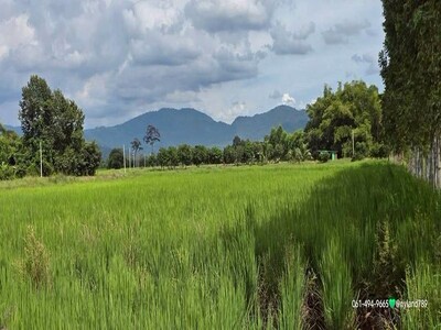 ขายที่ดินสวยติดถนนลาดยาง วิวภูเขา มีสวนผลไม้ เขาเพิ่ม บ้านนา จ.นค
