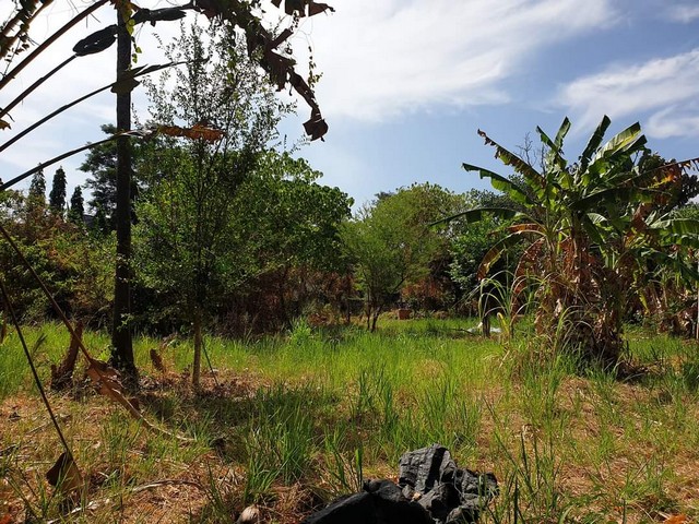 Land for sale within walking distance to Rawai beach Land size 10,520 sqm