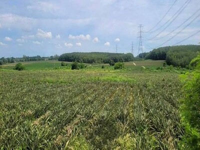 ขายที่ดินศรีราชา เขาคันทรง แปลงสวย ทำเลงาม ใกล้นิคมโรจนะ บ่อวิน2