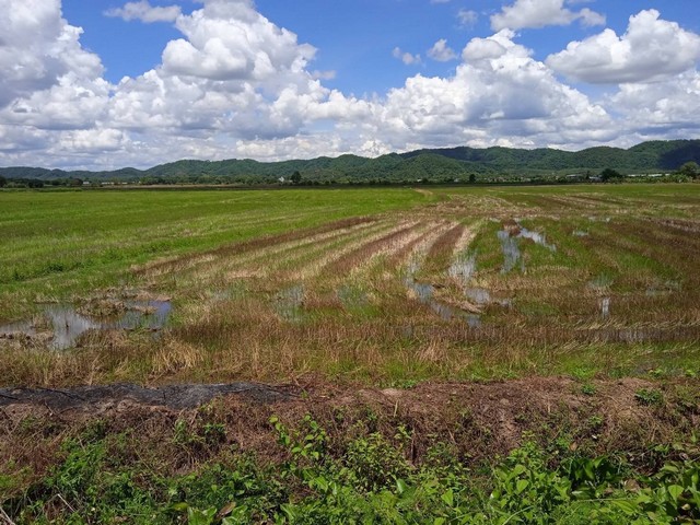 ขายที่ดิน อำเภอเชียงแสนจังหวัดเชียงราย ที่นา น้ำอุดมสมบูรณ์ มีประปา