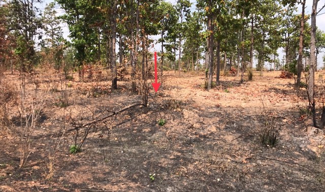 ขายที่ดินว่างเปล่า อำเภอโพธิ์ไทร  อุบลราชธานี (PKK01-11891)