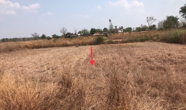 ขายที่ดินว่างเปล่า อำเภอโพธิ์ไทร  อุบลราชธานี (PKK01-11890)