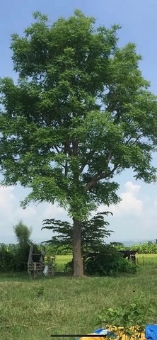 ที่ดิน - 85 ตาราง-วา 0 NGAN 0 Rai 1200000 thb ไม่ไกลจาก ใกล้เมืองเชียงรายประมาณ 800 เมตร  เป็นส่วนตัว เชียงใหม่   