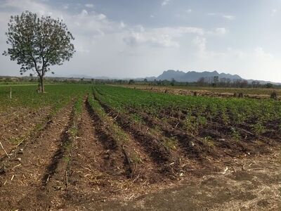 ขายที่ดินเกษตร 5 ไร่ 49 ตร.ว. ใกล้ชุมชน ติดทางรถไฟ อ.ชัยบาดาล จ.ล