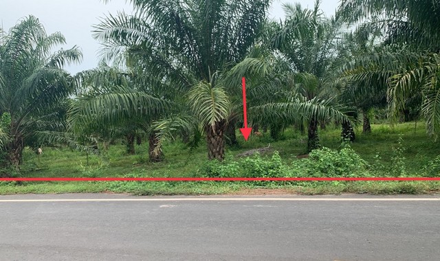 ขายที่ดินว่างเปล่า หมู่บ้านยางใหญ่  อุบลราชธานี (PKK01-10955)
