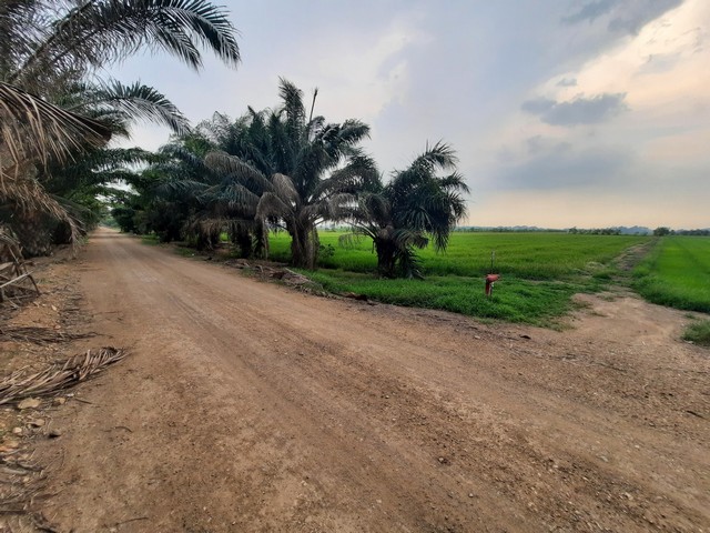 ขายที่ดินคลองเจ็ด ติดถนนถนนเลียบคลองแอนเจ็ด อ.หนองเสือ จ.ปทุมธานี