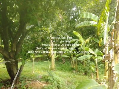 ขายที่ดินเกษตรกรรมผืนใหญ่ 3-0-27.3 ไร่ ถนนพิบูลสงคราม นนทบุรี