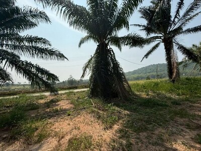 ขายที่ดินพื้นที่เขต EEC แปลงสวย เขาคันทรง ศรีราชา ชลบุรี